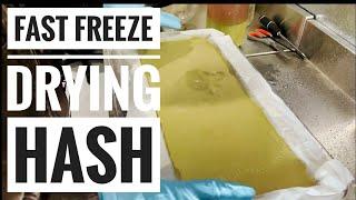 Hash Tray Preparation Optimize Your Harvest Right with This Freezedry SOP