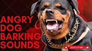 Epic Dog Barking Compilation See How Your Dogs REACTS and Cant Resist