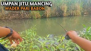 Mancing Wader Pari Di Sungai Yang Hampir Kering Ternyata Banyak Strike