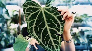 ANTHURIUMS GALORE  Featuring this stunning rare Anthurium