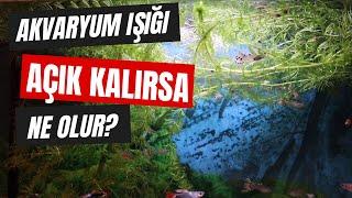 Akvaryum Işığı Ne Kadar Açık Kalmalı?  Işık Sürekli Açık Kalırsa Ne Olur?