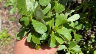 How to identify harvest & cook purslane  Nutritious weed you can actually eat  City Foodie Farm 