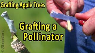 INCREASE your Fruit Tree PRODUCTION  Grafting Fruit Trees