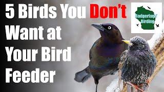 5 Common Backyard Birds You DONT WANT at Your Bird Feeder