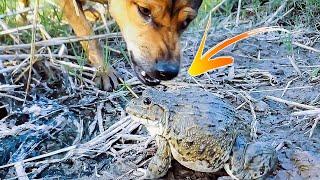 Asian Bullfrog With Dog And Scorpion Asian Bullfrog Live Feeding