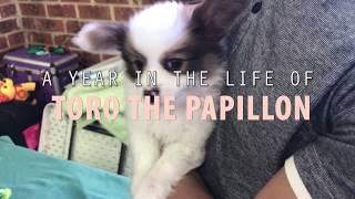 THE CUTEST PAPILLON PUPPY - A year in the life of Toro