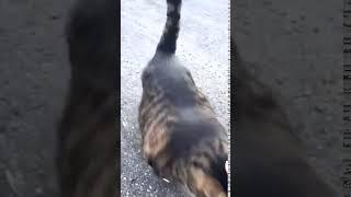 Introducing cat “the rock” johnson