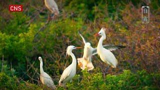 Seasons Through Birds Eyes  White Dew