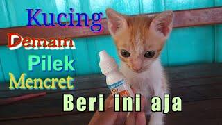 Kucing Demam Nggak mau Makan