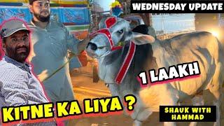 Kitne Ka Liya - WEDNESDAY UPDATE - Cow Mandi - Lahore Shahpur Kanjra - Bakra Mandi Pakistan 2024