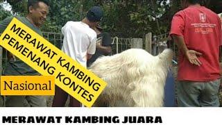 cara ternak kambing etawakambing etawa superkambing etawa kaligesing