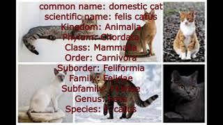 Scientific name of catscientific classification catDomestic cat