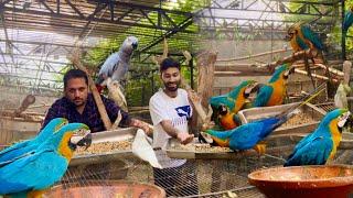 Start now Macaw Parrot breeding farm