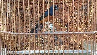 Perawatan Burung Murai Batu Yang Baru Beli