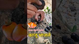 अस्सल कोकणी पद्धतीत काजू भाजले   #malvani #kokan #malvani_minivlog #manohar_chavan #viral