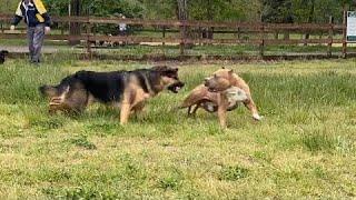 German Shepherd Attacks Pitbull OFF LEASH PARK @NBFLIVE