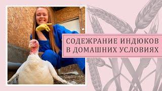 СОДЕРЖАНИЕ ИНДЮКОВ В ДОМАШНИХ УСЛОВИЯХ