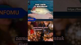 Ikan Cantik yg memabukan Salema Porgy #shortvideo #faktaunik #feedshorts #animals #fakta