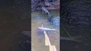 Fishing_ Kích Toàn Hàng To Khủng #kichca #shorts #fishing