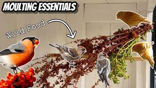 Moulting Essentials for Canaries & Finches  Wild Food Vitamins etc...
