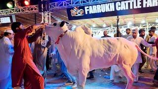 i-15 Mandi Ronaq Mela - Cow Mandi 2023 - Bakra Mandi 2023 - Fateh Jang Bulls 2023 - Angry Bulls