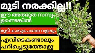 Natural Hair Dyeമുടി നരക്കാതിരിക്കാനും കാടുപോലെ  വളരാനും  ഇത് മതി#trending #hairdye