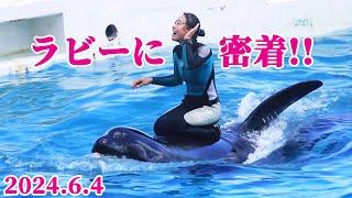 ラビーがバックビート&ベリービート解禁 鴨川シーワールド シャチショー KamogawaSeaWorld  orca killerwhale