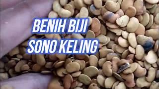 Jual Benih Biji SONO KELING hubungi kontak 0812 3112 6011