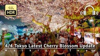 As of 44 - Tokyo Latest Cherry Blossom Update Stunning Chidorigafuchi 4KHDRBinaural