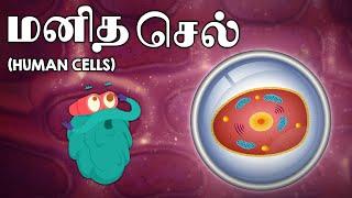 மனித செல்கள்  Human Cells  Science Videos In Tamil  Dr. Binocs Tamil  Kids Learning Video