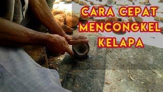 Cara mencongkel kelapa  kopra putih