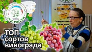 Топ сортов винограда Надежные сорта винограда для средней полосы.