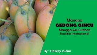 Mangga Gedong Gincu Mangga Asli Cirebon Kualitas Internasional