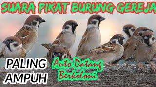 Suara Pikat Burung Gereja Paling Ampuh Auto Bawa Pasukan