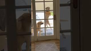 Dogs Are Really Excited#animals