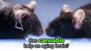 Cannabis Question Extra Cannabis Reverses Brain Aging in Mice