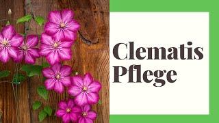 Clematis Pflege - So gehts richtig