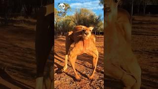 Shocking Wild Animal Transformation #animals #funny #cute