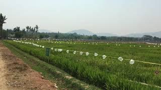 Ballons protect rice from birds 1