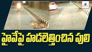 హైవే పై హడలెత్తించిన పులి  Tiger on the highway  ZEE Telugu News