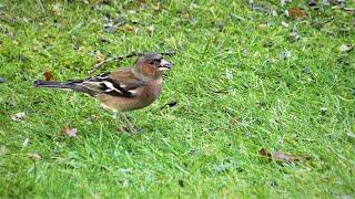 Birds of Europe with their names and songs - Oiseaux de lEurope - Vogels van Europa