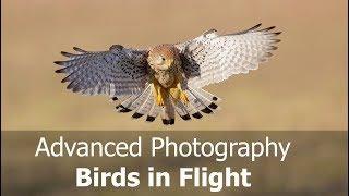 How to Photograph Birds in Flight Advanced Including Canon AF Case Settings