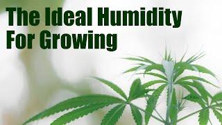 Indoor Grow Basics Understanding and Adjusting Humidity