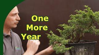 Growing Juniper Trunks for Bonsai