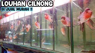 LOUHAN CILNONG DI JUAL MURAH‼️PASAR IKAN HIAS JATINEGARA