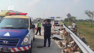 Pecah Ban Pick Up Muatan 50 Kambing Kurban Kecelakaan di Tol Ngawi