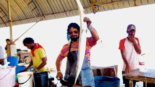 Fast Slicing Huge Hound Fish  Fish Cutting Skills  Fish Bae Sri Lanka