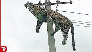 Top 16 Moments Animals Get Electrocuted