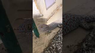 Đã tìm thấy tắc kè trốn đi chơi #funny #reptiles #gecko #pets #reptile #pet  @pineapple8586