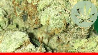 Starfighter - All About This Strain